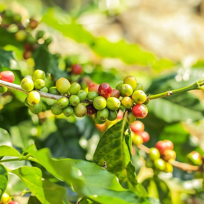 doanhdang - 17 Oz Premium Culi Whole Bean Coffee, 100% Culi Peaberry Medium Roast, Rich Flavor for Espresso Shot and Brew, Origin from Vietnam, Whole Med Roast Beans, Pack of 1, Phin Filter Included