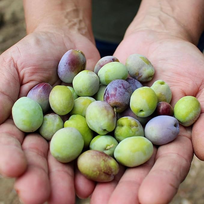 Ayvaco Extra Virgin Olive Oil ??Cold Pressed, Single Origin, Small Batch, Monovarietal ??Organically Produced, Family Owned EVOO from the Aegean ??No Pesticides, Traceable ??16.9 fl oz