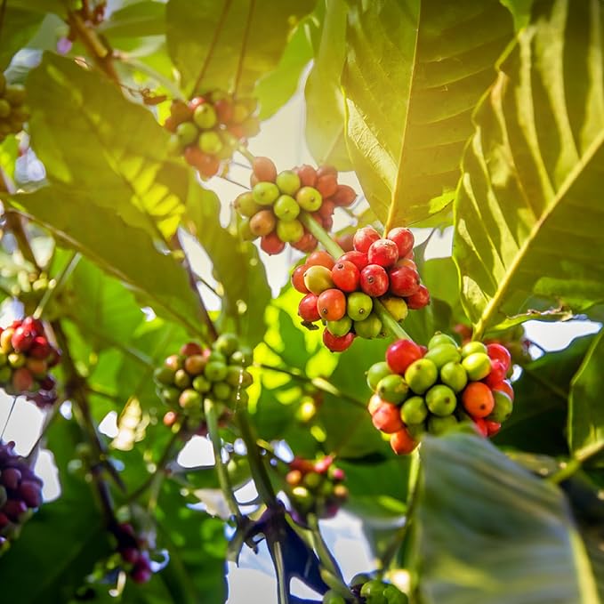 doanhdang - 17 Oz Premium Culi Ground Bean Coffee, 100% Culi Peaberry Medium Roast, Rich Flavor for Espresso Shot and Brew, Origin from Vietnam, Ground Med Roast Beans, Pack of 1, Phin Filter Included