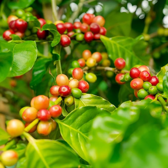 doanhdang - 17.6 Oz Premium Honey Robusta Whole Bean Coffee, 100% Medium Roast, Rich Flavor for Espresso Shot and Brew, Origin from Vietnam, Whole Med Roast Beans, Pack of 1, Phin Filter Included