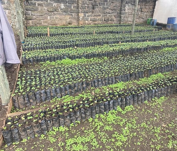 Kenya AA Grade Roasted Arabica Coffee Beans from Kenyan Highlands - 100% Pure Coffee Beans - Dark Roast Whole Beans, 340 g