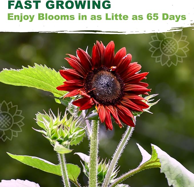 TKE Farms & Gardens - Chocolate Cherry Sunflower Seeds for Planting, 50+ Heirloom Non-GMO Seeds, Easy to Grow, Includes Planting Instructions, Enjoy Stunning Deep Red Blooms