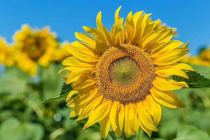 TKE Farms & Gardens - Mammoth Sunflower Seeds for Planting, 100+ Non-GMO Heirloom Seeds, Grow Towering Sunflowers with Giant Yellow Blooms, Includes Easy Instructions for a Stunning Outdoor Garden