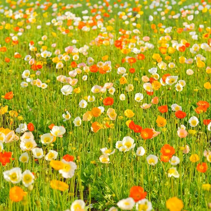 Iceland Poppy (Papaver Nudicaule) – 34,700 Non-GMO Seeds | Easy-to-Grow Pollinator-Friendly Wildflower | Vibrant Red, Yellow, Orange & White Blooms | Perfect for Flower Beds & Wildflower Gardens