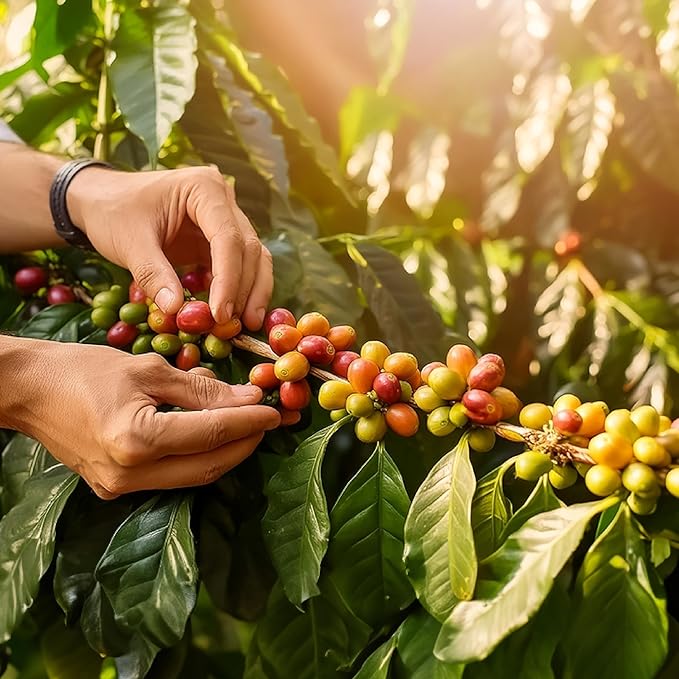 doanhdang - 17 Oz Premium Arabica Whole Bean Coffee, 100% Arabica Medium Roast, Rich Flavor for Espresso and Brew, Origin from Vietnam, Whole Med Roast Beans, Pack of 1, Phin Filter Included
