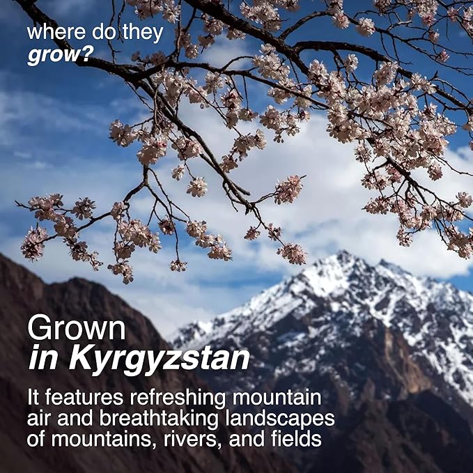 Arashan Apricots – Delicious Dried Apricot Fruit, MOST Delectable Dry Apricot In The World! Grown In The Ferghana Valley In Kyrgyzstan – Apricots Dried | Sundried, Pitted, No Sugar Added (2 LB)