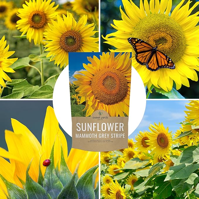Mammoth Grey Stripe Sunflower Seeds for Planting – Bulk Quarter Pound Bag – Over 1,000 Open Pollinated Non-GMO Seeds – Helianthus annus