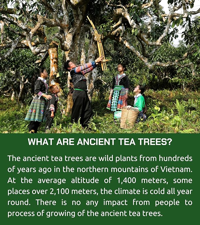 VIXI Black Tea Loose Leaf, (8.00 Oz), Vietnam's Mountain Tea, Bold Flavored, Taste Like Assam Tea, Dried Whole Full Large Leaves, 100% Natural from Ancient Tea Tree