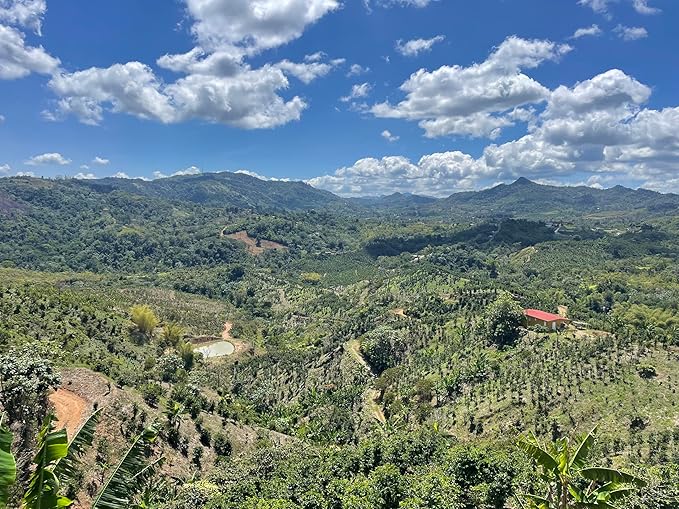 Julian Coffee - Whole Bean, Specialty Grade Single Origin Arabica Coffee From Puerto Rico. Low Acid. 12oz.