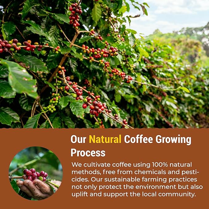 eHerbal Vegan Calming Instant Coffee Powder, plant base freezed dried Cold Brew 20 Packs | Smooth & Bold Vietnamese Robusta Coffee | Non-GMO, Vegan, Keto-Friendly, Low Acid (2.5g/stick)