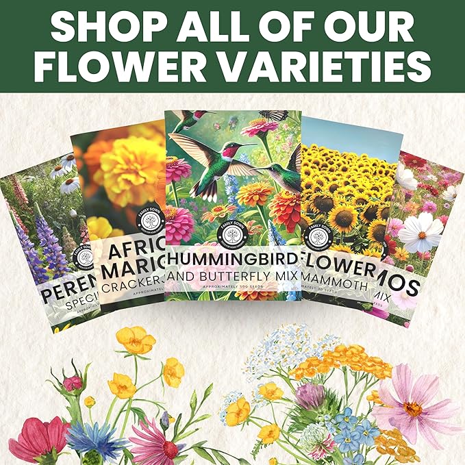 Black Mammoth Sunflower - Large 2,500mg Envelope - 30 Flower Seeds for Planting - Helianthus annuus