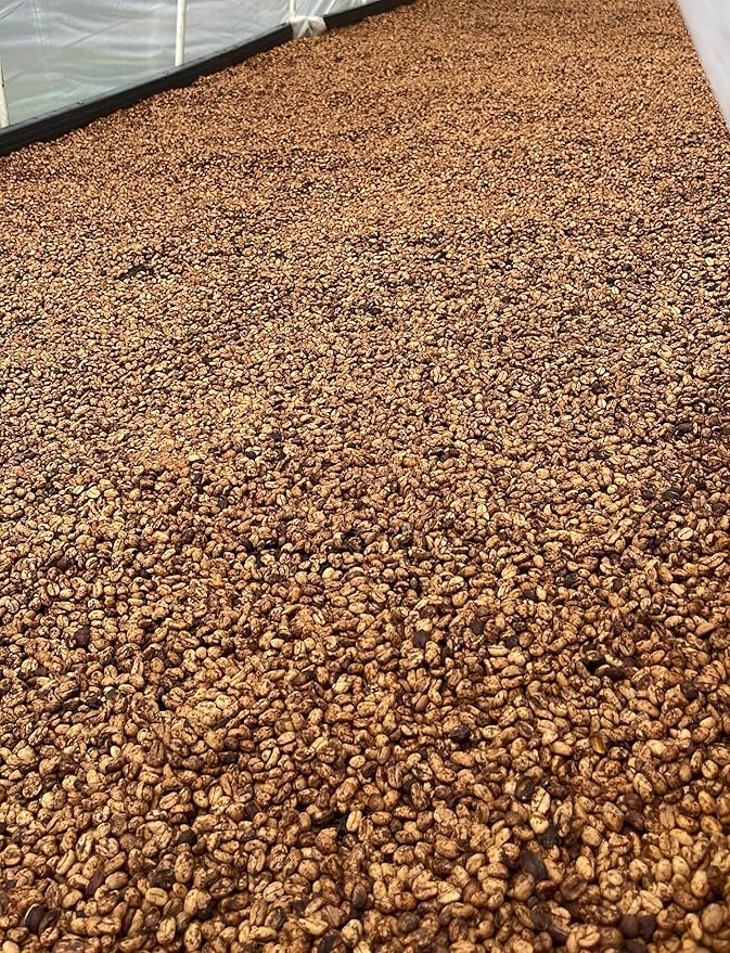 Single Origin Unroasted Green Coffee Beans, From Colombia, Specialty Grade, Finca Portezuel, Bourbon and Caturra Varietals (5 lbs, Colombia Honey Process)