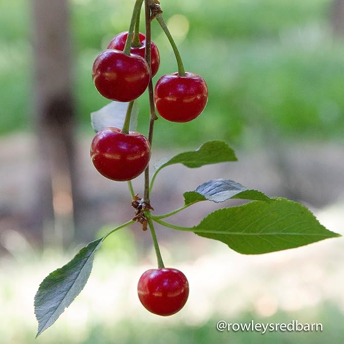 Dried Tart Montmorency Cherries (4 lb.) by Country Spoon
