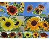 Non GMO Bulk Sunny - Sunflower Seed Mix 2,250 Seeds 10 Species of Wildflower Seeds Helianthus annuus (25 Lbs)