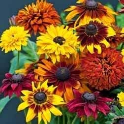 Dirt Goddess Super Seeds ~ Sunflower Seed Mix, Helianthus annuus (1 Lb) Non GMO Bulk, 10 Species of Wildflower Seeds- 2,250 Seeds