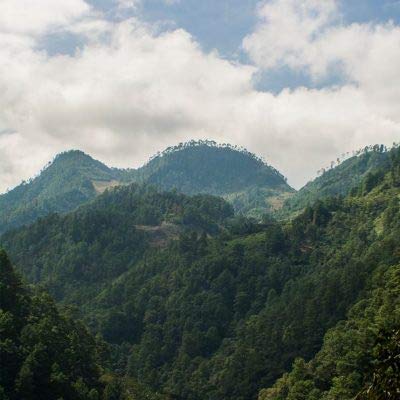 2lb Fair Trade Organic Certified Guatemalan Whole Bean Medium Roast Coffee, 100% Arabica Specialty, 32 Ounces, 2 Pounds, Bulk