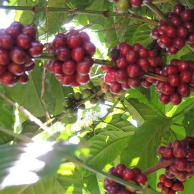 2lb Fair Trade Organic Certified Guatemalan Whole Bean Medium Roast Coffee, 100% Arabica Specialty, 32 Ounces, 2 Pounds, Bulk