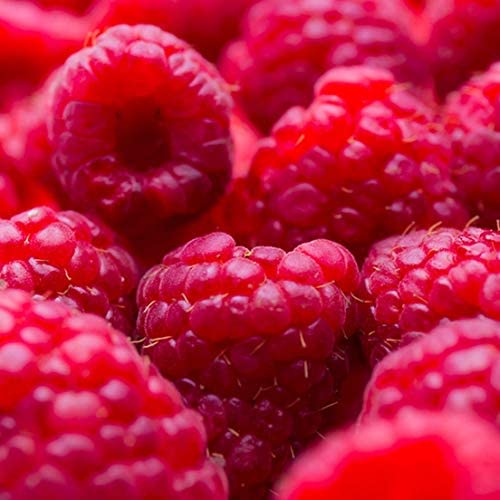 Raspberry Vinegar by Oliviers & Co | Sweet & Tangy Fruit Vinegar from Portugal | Perfect for Duck, Salads, Red Fruit Desserts & Cocktails | 8.5 fl oz
