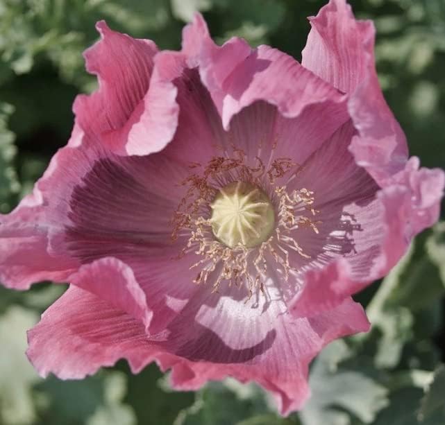 Poppies Exotic Strains of Poppy Seeds The Giant (500 Seeds) Papaver Somniferum