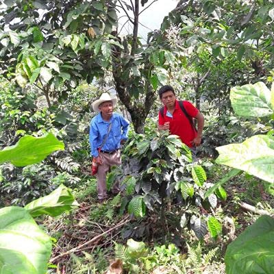 2lb Fair Trade Organic Certified Guatemalan Whole Bean Medium Roast Coffee, 100% Arabica Specialty, 32 Ounces, 2 Pounds, Bulk