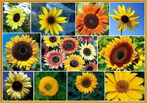 Dirt Goddess Super Seeds ~ Sunflower Seed Mix (1/2 Lb) 2,250 Seeds 10 Species of Wildflower Seeds, Helianthus annuus, Non GMO Bulk