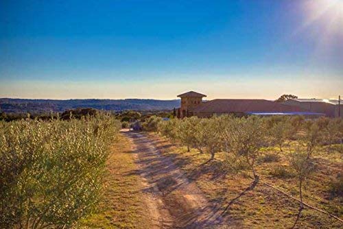 Texas Hill Country Olive Co Miller's Blend Extra Virgin Olive Oil - Cold Pressed EVOO Gourmet Olive Oil - Rich & Robust - Perfect for Dressing & Dipping - Award Winning & Made in Texas (16.9 oz)