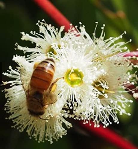Jarrah Honey TA 30+ - 250 g / 8.8 oz Jarrah Honey is nectar gathered by bees from the flowers of the Jarrah Tree