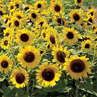 Non GMO Dwarf Sunspot Sunflower Seeds (10 Lbs)