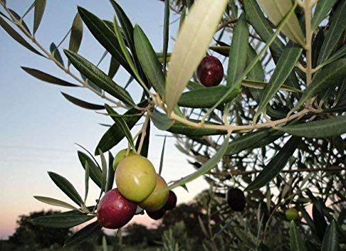 Texas Hill Country Olive Co Terra Verde Extra Virgin Olive Oil - Cold Pressed EVOO Gourmet Olive Oil - Rich & Fruity - Perfect for Finishing & Dressing - Award Winning & Made in Texas (16.9 oz)