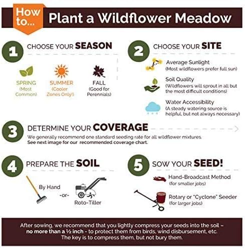 Non GMO Bulk Sunny - Sunflower Seed Mix 2,250 Seeds 10 Species of Wildflower Seeds Helianthus annuus (5 Lbs)