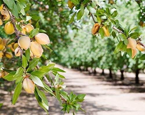 Food to Live California Almonds, 18 Pounds – Supreme, Whole, Raw, Unsalted, Unroasted Nuts, Natural.