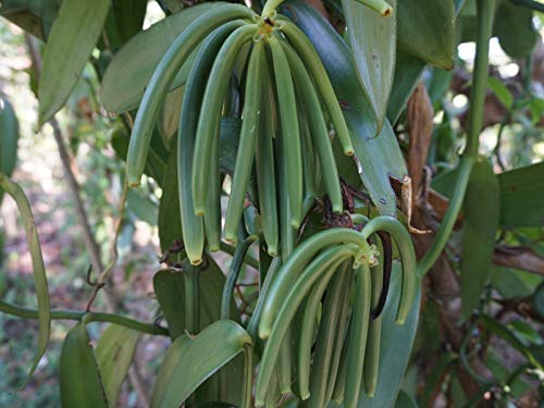 20 Organic Madagascar Vanilla Beans Grade A/B. Certified USDA Organic for Extract and Everything Vanilla| 5"-7" Bulk Fresh Whole NON-GMO Bourbon Pods by FITNCLEAN VANILLA.