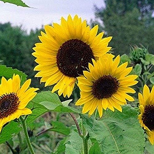 Non GMO Bulk Mammoth Grey Stripe Sunflower Seeds- Helianthus annuus 1,500 Seeds (1/2 Lb)