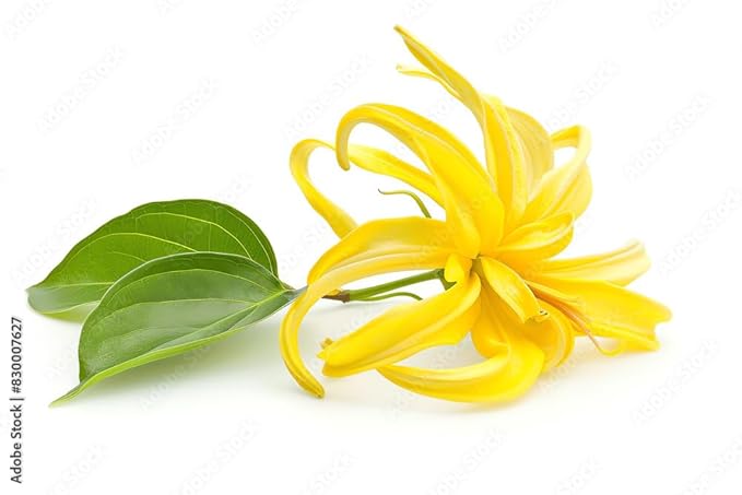 US Organic Ylang Ylang Essential Oil ??100% Pure Complete Grade, USDA Certified, Steam Distilled from Cananga Odorata ??Floral Scent for Diffuser, Perfumery, Skincare ??Sourced from Madagascar, 10ml