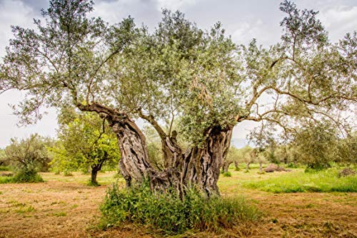 Ancient Foods Keros Greek Organic Extra Virgin Olive Oil ??Cold Pressed Olive Oil from Greece, High Phenolic Organic Olive Oil from 1000 Year Old Trees (101oz, 3L)