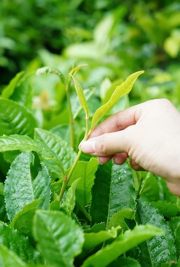 HOYNISE - USDA Organic Black Tea Loose Leaf - Yunnan Dianhong Black Tea - Organic Breakfast Tea - Zero Artificial Flavorings & Additives - High Mountain Grown, 100g/3.5oz