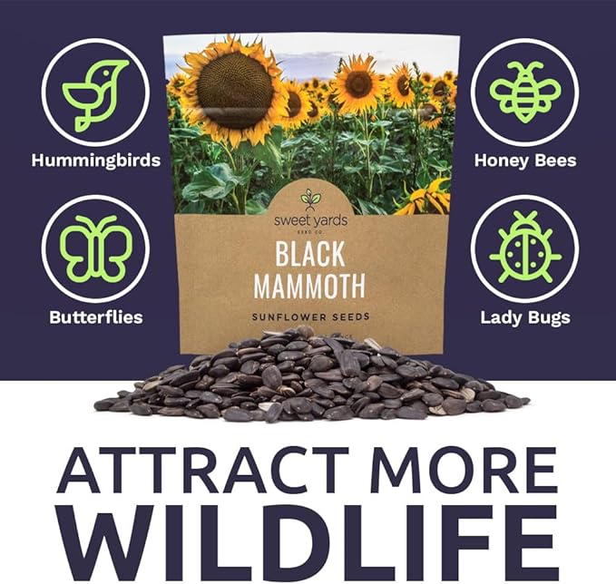 Black Mammoth Sunflower Seeds for Planting – Extra Large Packet – Over 250 Open Pollinated Non-GMO Flower Seeds – Helianthus annus