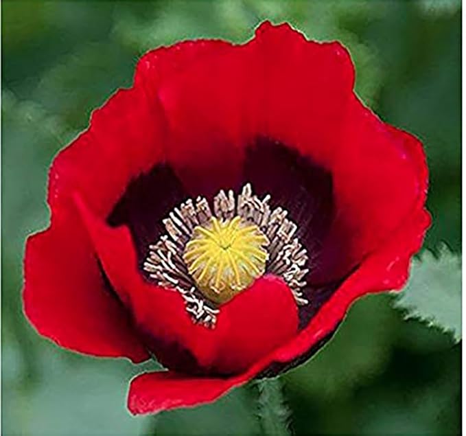 Red Pepper Poppy Seeds - 1000 Seeds