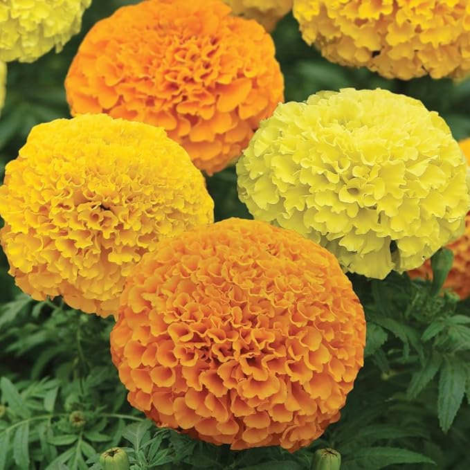 Premium Rare Marigold Seeds - 1000 Heirloom, Non-GMO Flower Seeds for Planting, Easy to Grow -Mix Large-Bloom - for Garden, Patio, Balcony – Annuals for Pollinators, Bees & Butterflies