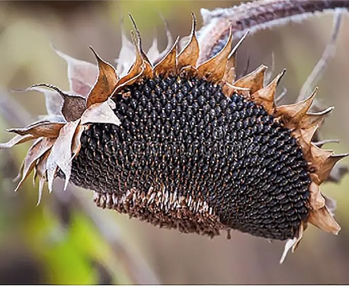 Gigantic Sunflower Seeds - 16' Tall - Helianthus Giganteus - Attracts Bees and Butterflies. It is Perennial and can be Used as a Hedge.