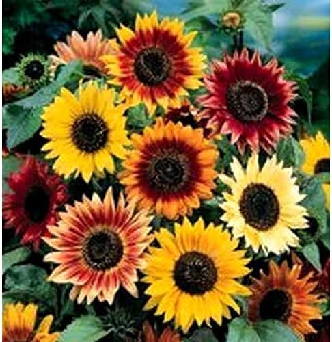 Non GMO Bulk Autumn Beauty Sunflower Seeds- Helianthus annuus (1/4 Lb)