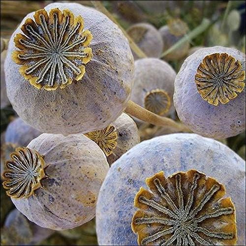 Poppies Exotic Strains of Poppy Seeds The Giant (500 Seeds) Papaver Somniferum