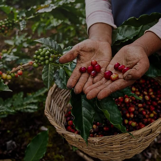 V Vescovi Grani D?™Oro 100% Arabica ??Premium Italian Espresso Beans, Medium Roast, 2.2 lb (1kg)