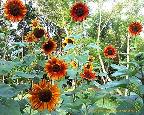 Non GMO Bulk Autumn Beauty Sunflower Seeds- Helianthus annuus (5 Lbs)