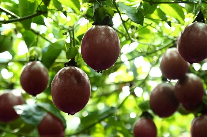 Naturally Delicious Dried Passion Fruit Maracuja 8-oz Bags, No Added Chemicals, No Added Colorings, No Preservatives, Made in Vietnam from fully mature fruits (8 oz)??,<div>