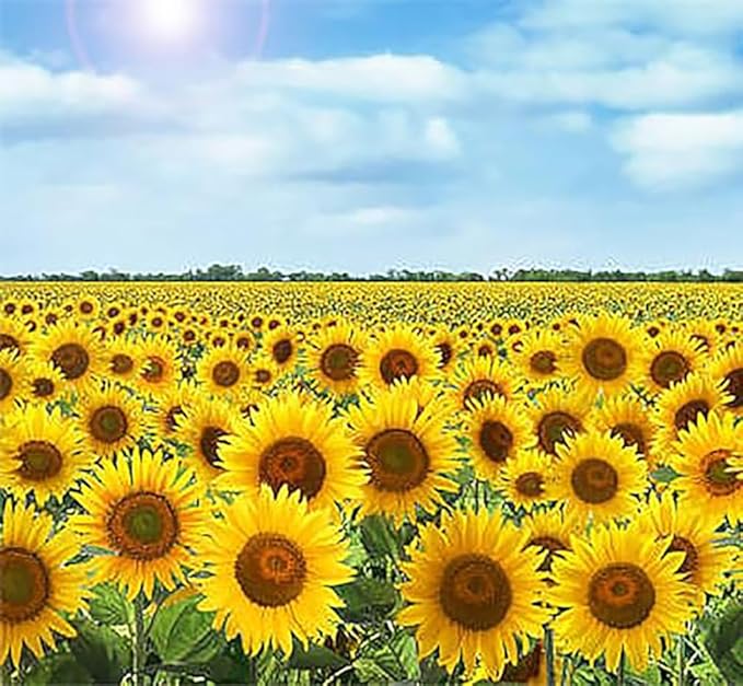 Gigantic Sunflower Seeds - 16' Tall - Helianthus Giganteus - Attracts Bees and Butterflies. It is Perennial and can be Used as a Hedge.