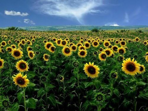 Non GMO Bulk Mammoth Grey Stripe Sunflower Seeds- Helianthus annuus 1,500 Seeds (1/2 Lb)