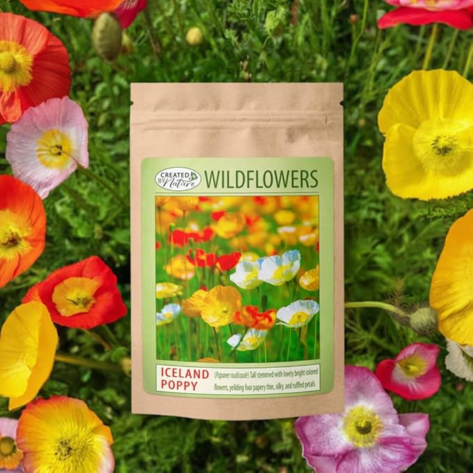 Iceland Poppy (Papaver Nudicaule) – 34,700 Non-GMO Seeds | Easy-to-Grow Pollinator-Friendly Wildflower | Vibrant Red, Yellow, Orange & White Blooms | Perfect for Flower Beds & Wildflower Gardens
