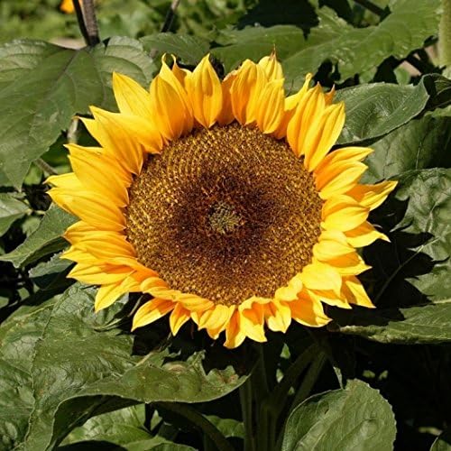 Non GMO Dwarf Sunspot Sunflower Seeds (10 Lbs)
