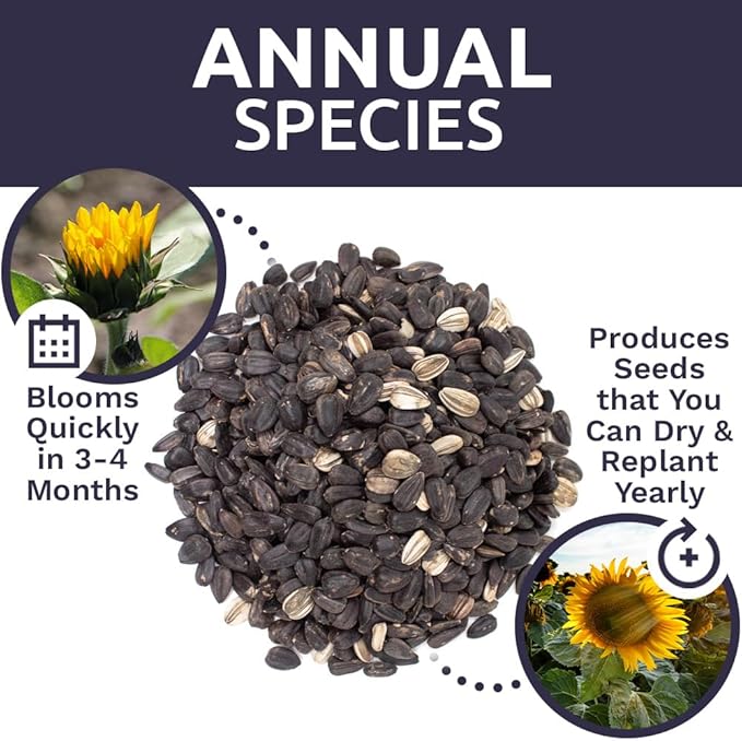 Black Mammoth Sunflower Seeds for Planting – Extra Large Packet – Over 250 Open Pollinated Non-GMO Flower Seeds – Helianthus annus